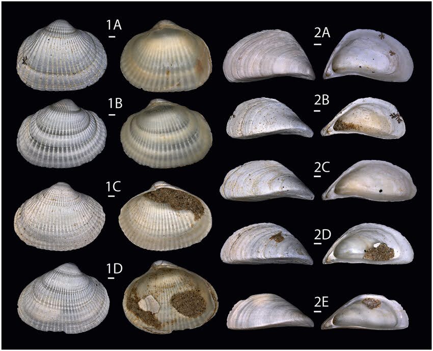 Diagrams of Mediterranean Mussel and Common Cockle